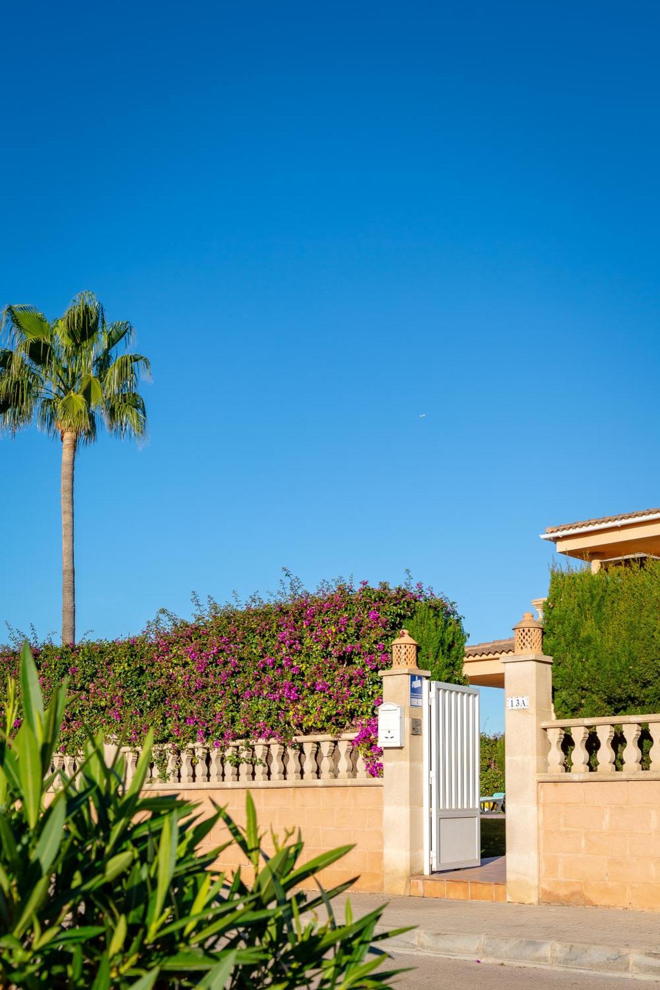 Palmera Villaer *